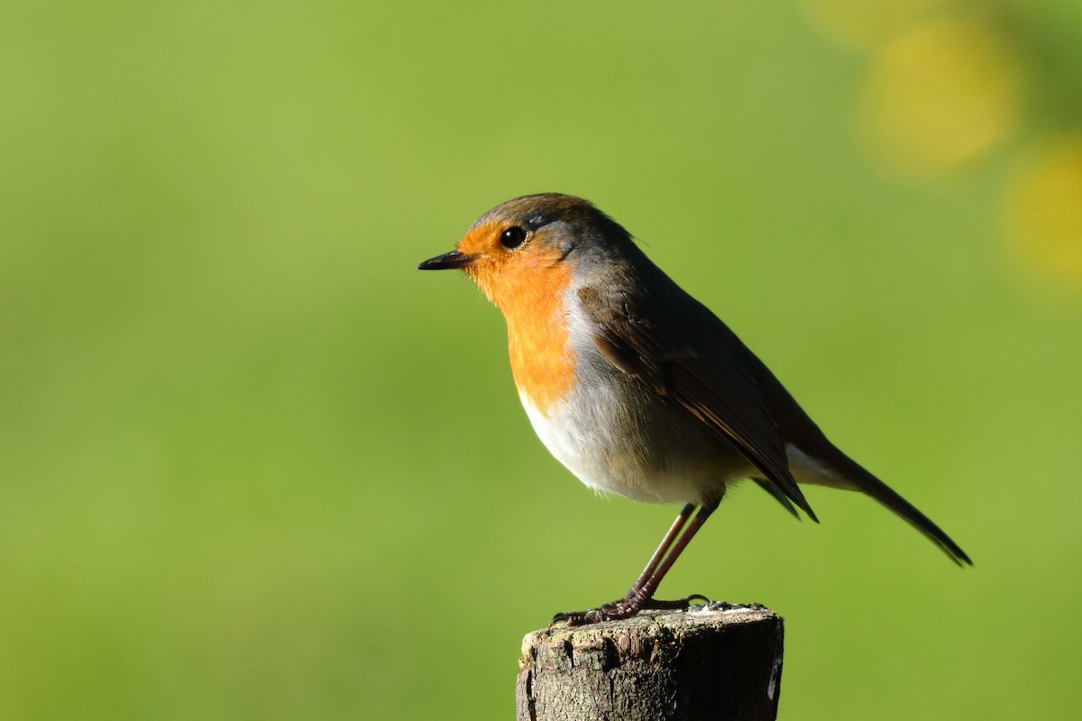 European Robin - ML191384551