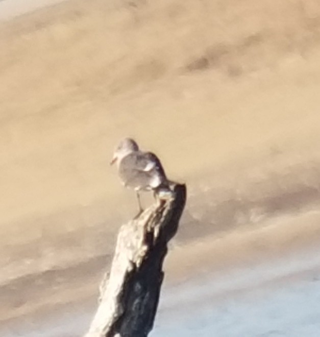 Heermann's Gull - ML191386291