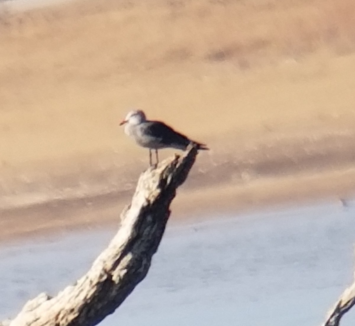 Heermann's Gull - ML191386321