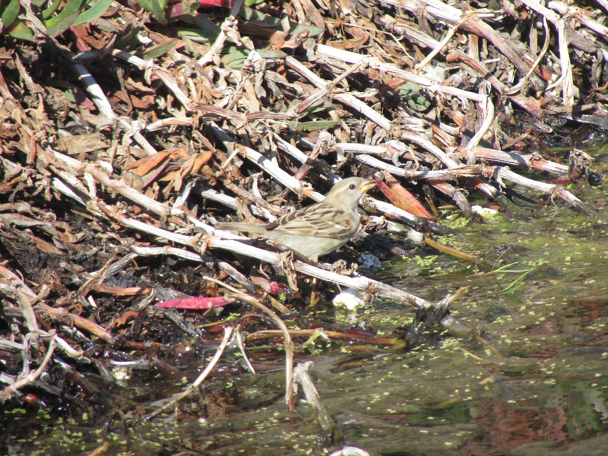 House Sparrow - ML191387451