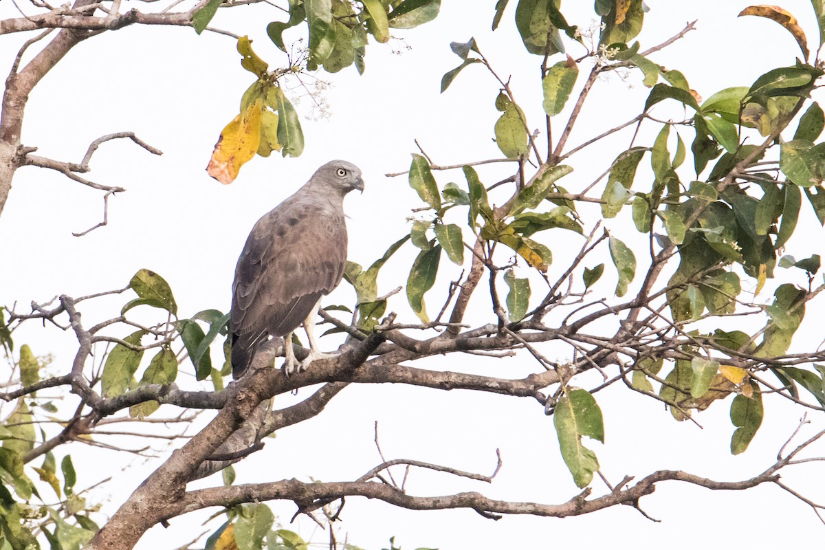 Braunschwanz-Seeadler - ML191388811