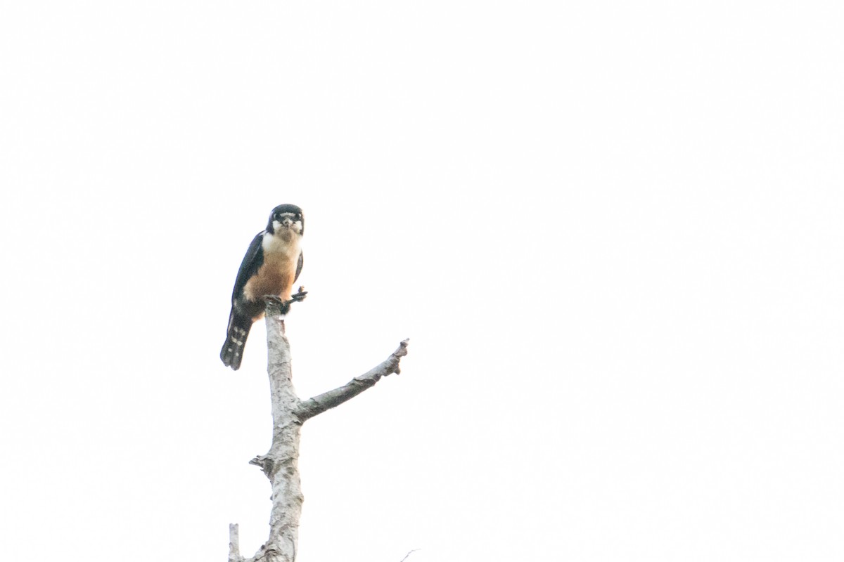 Black-thighed Falconet - ML191388871