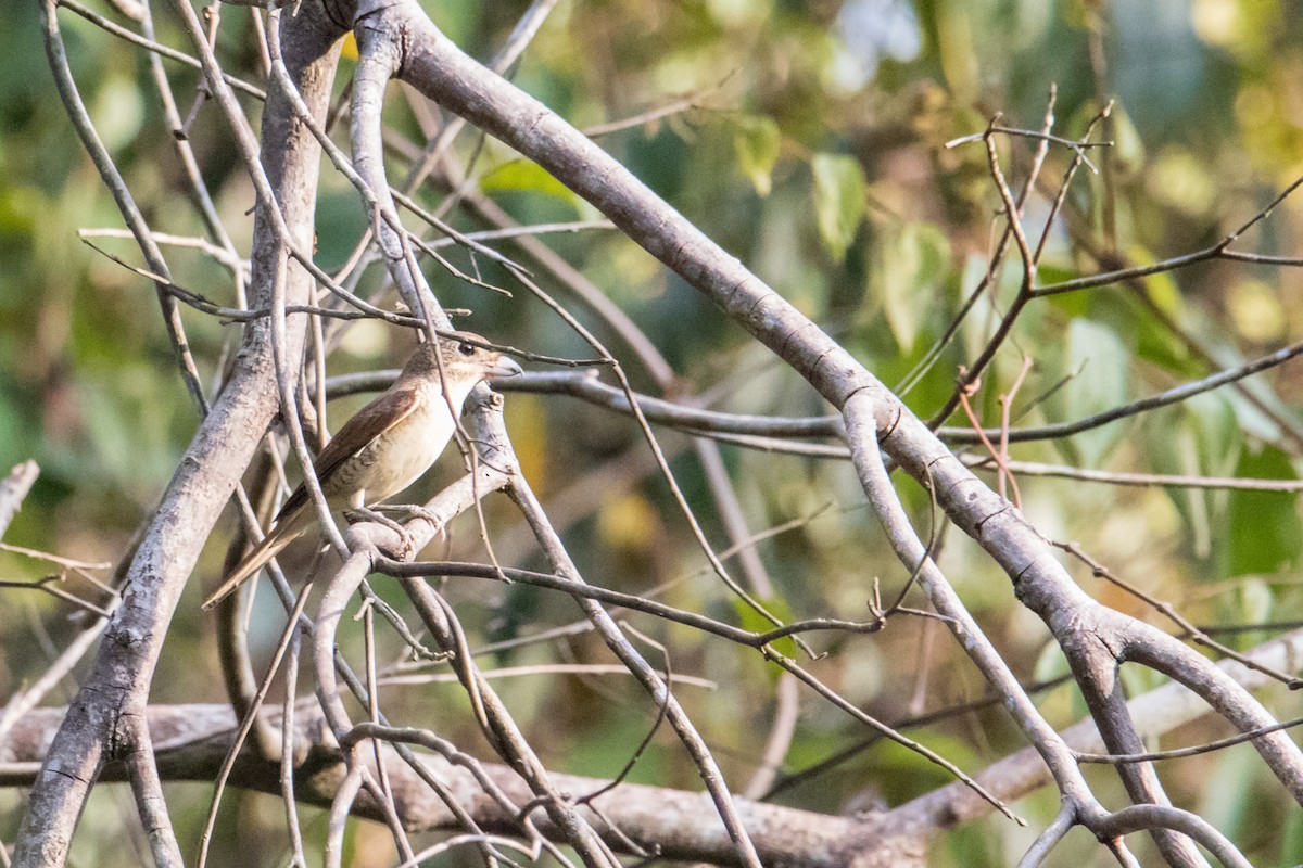 Tiger Shrike - ML191391201