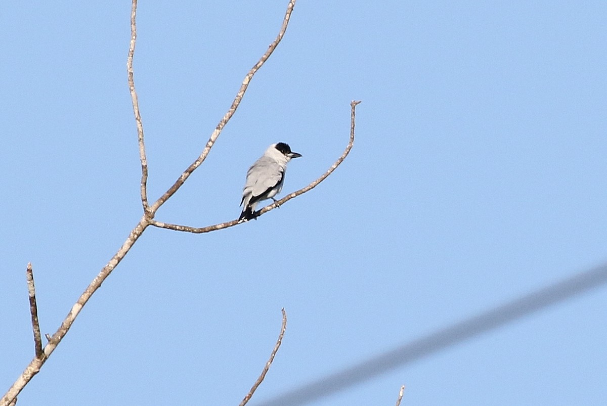 Black-crowned Tityra - ML191392171