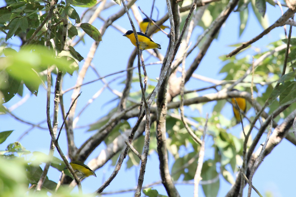 Yellow-throated Euphonia - Steve Rottenborn