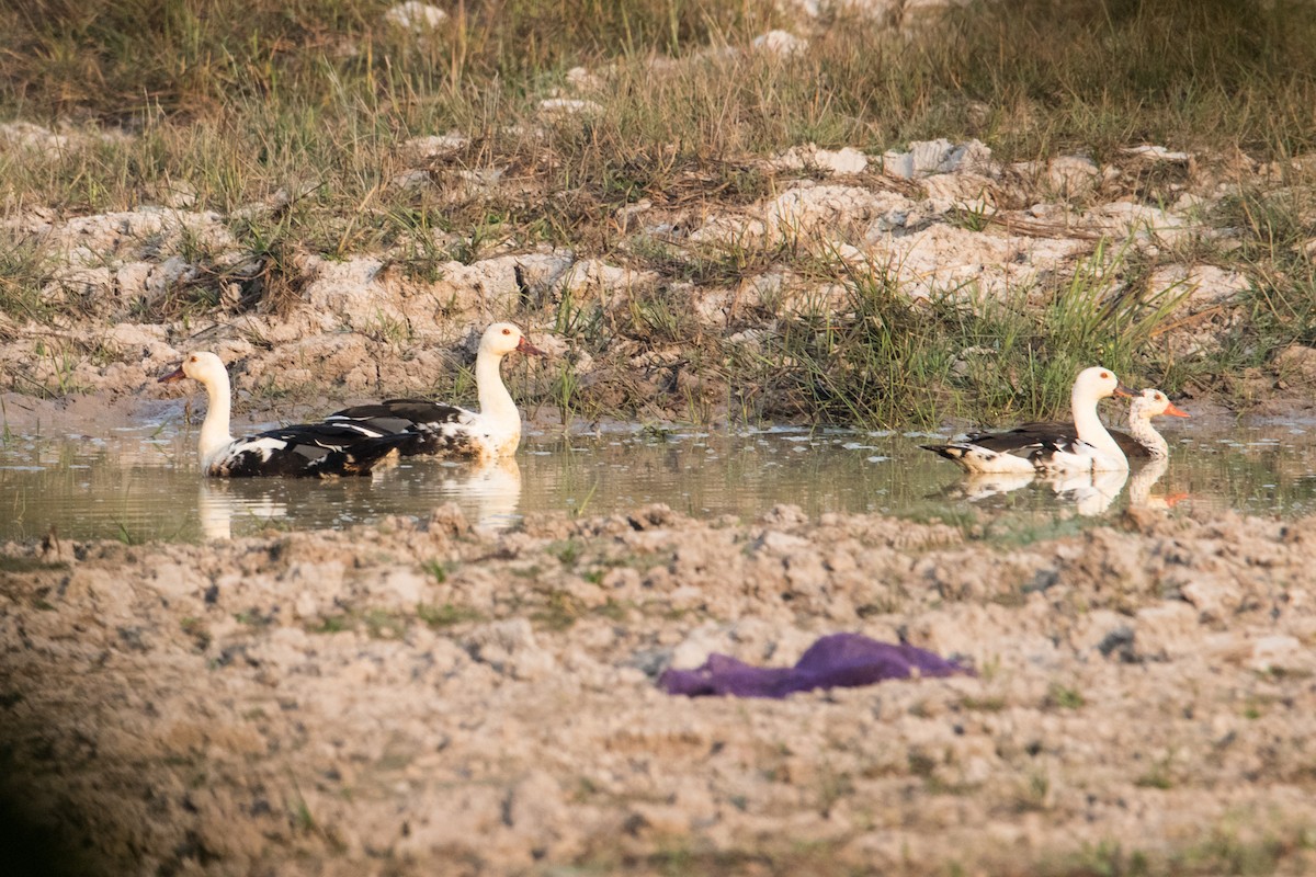 White-winged Duck - ML191393101