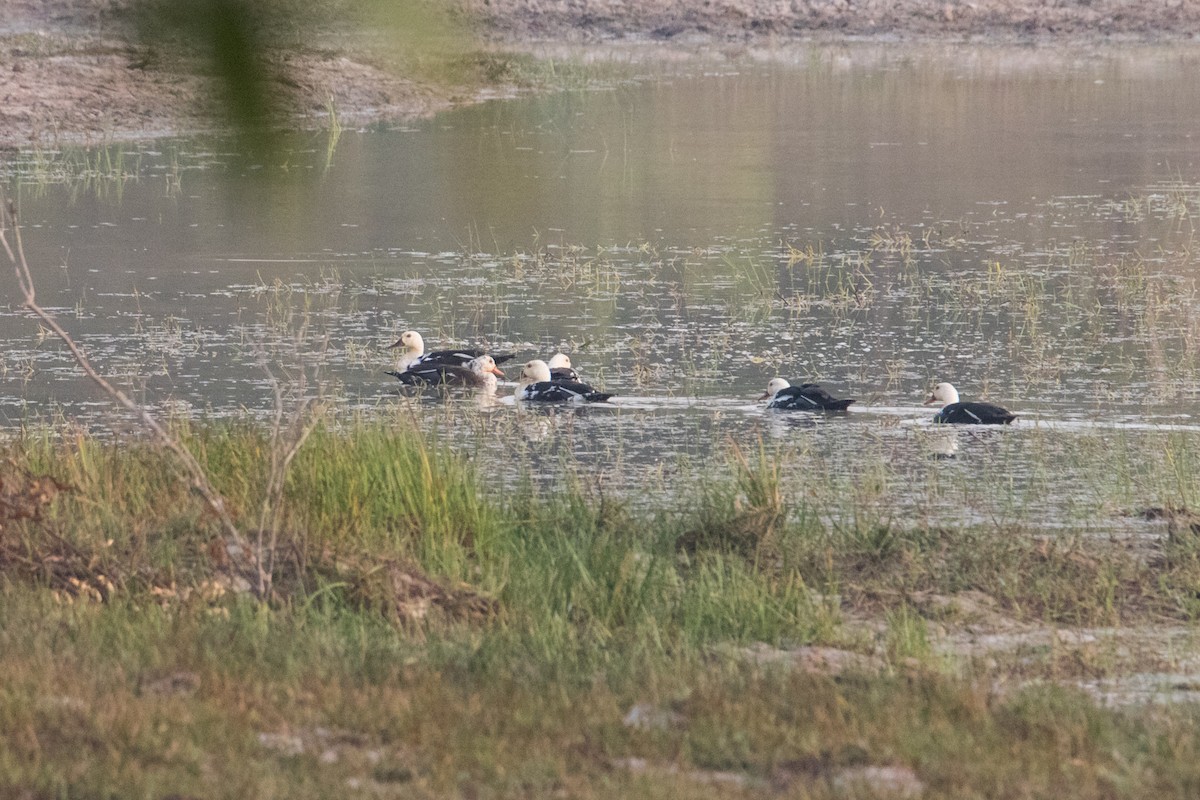 White-winged Duck - Peter  Steward