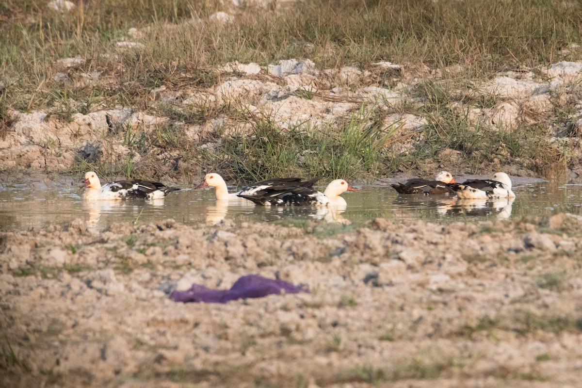 White-winged Duck - ML191393121