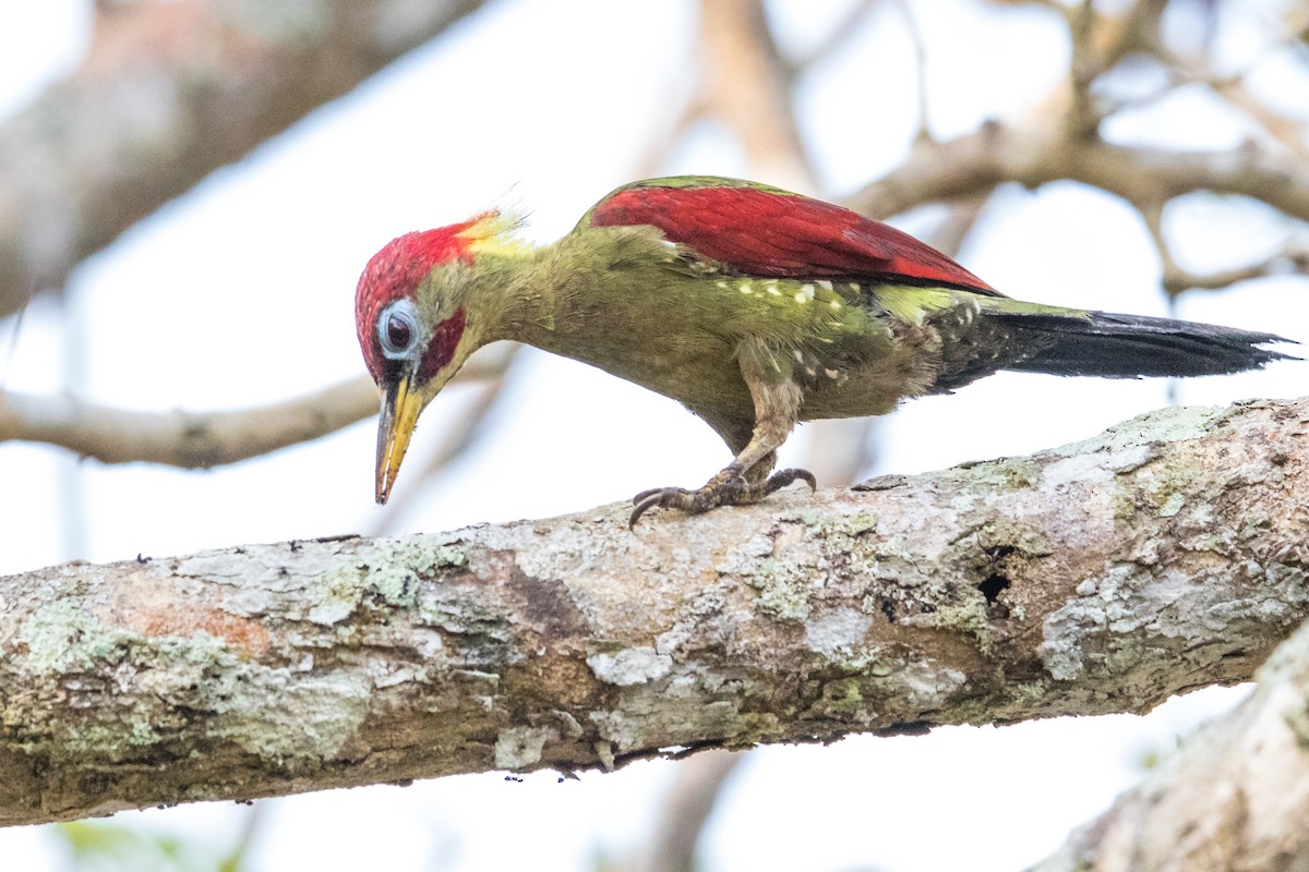 Crimson-winged Woodpecker - ML191393491