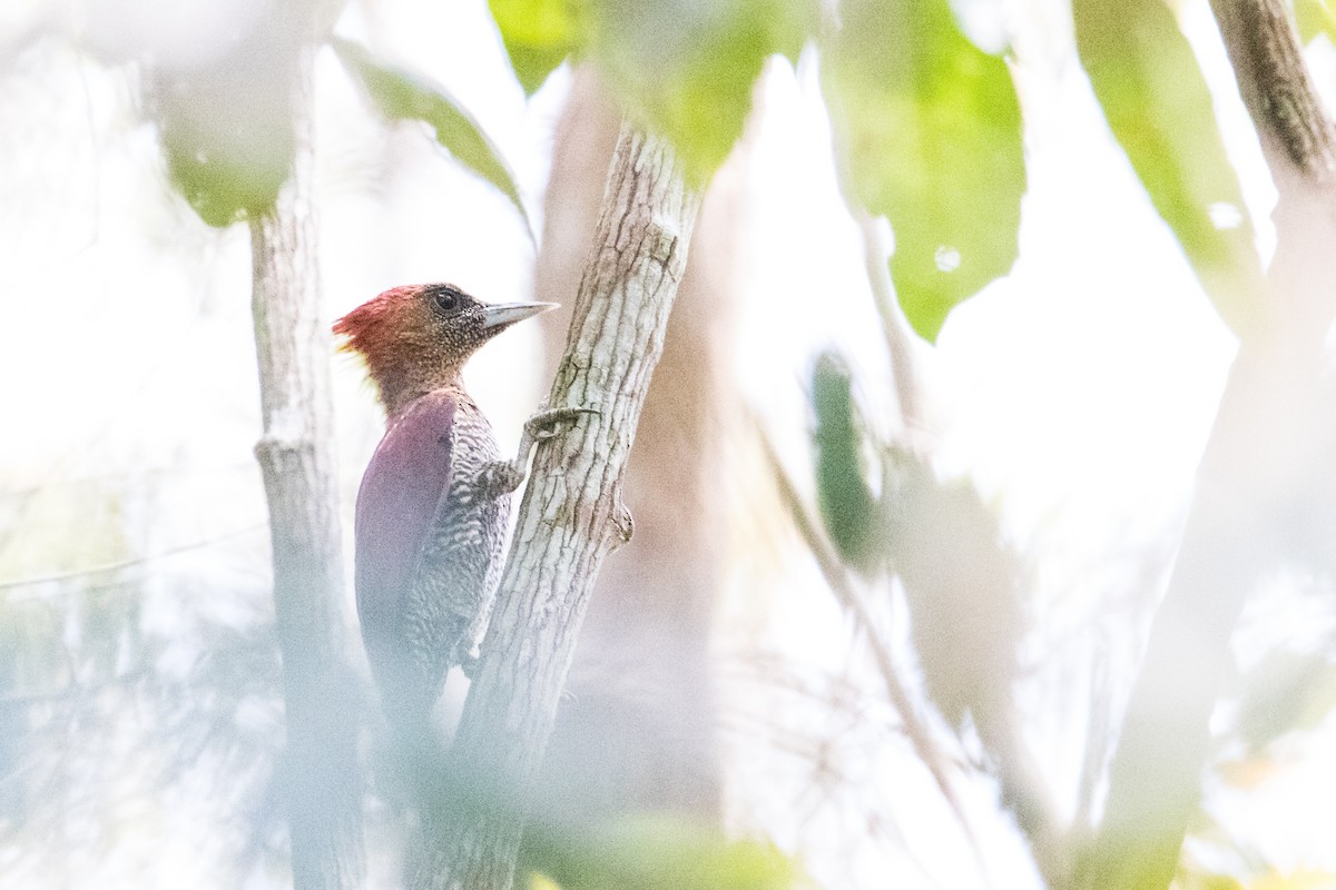 Banded Woodpecker - Peter  Steward