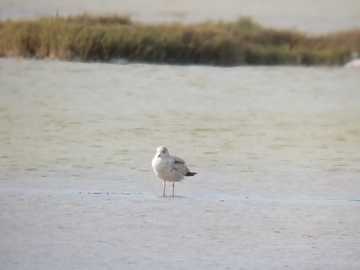 Ring-billed Gull - ML191394941