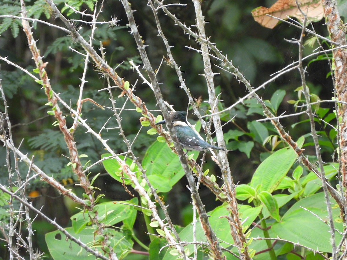Amazon Kingfisher - ML191397411