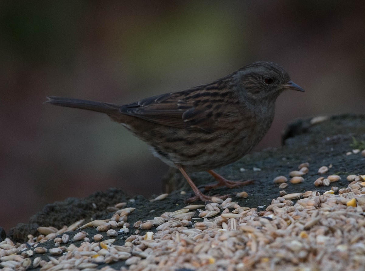 Dunnock - ML191398301