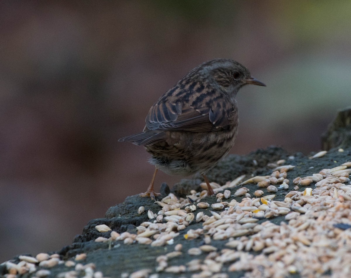 Dunnock - ML191398311