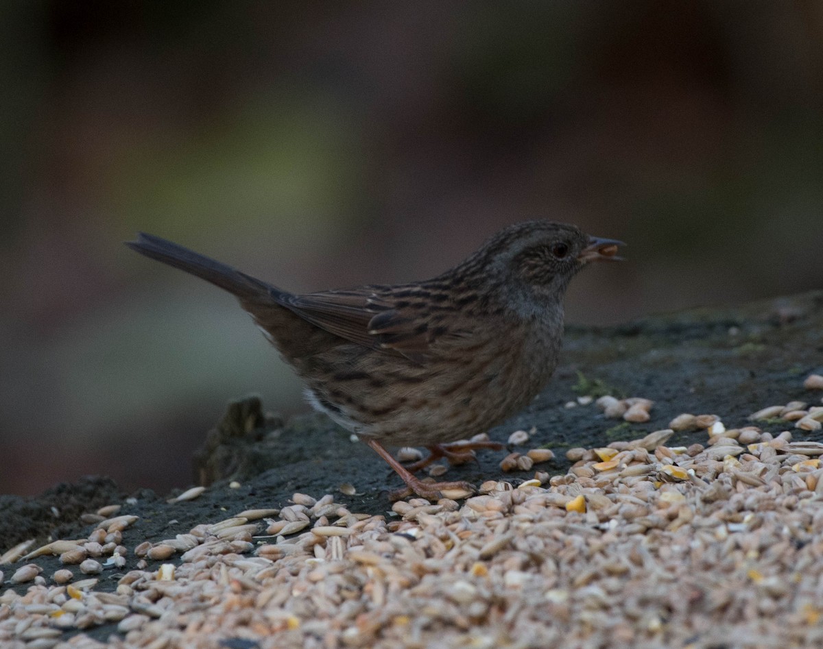 Dunnock - ML191398331