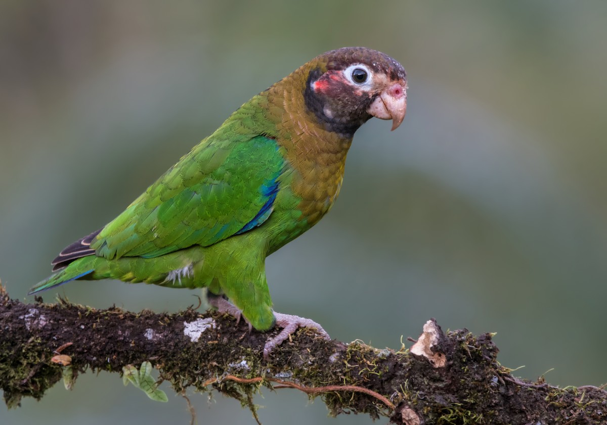 Brown-hooded Parrot - ML191399241