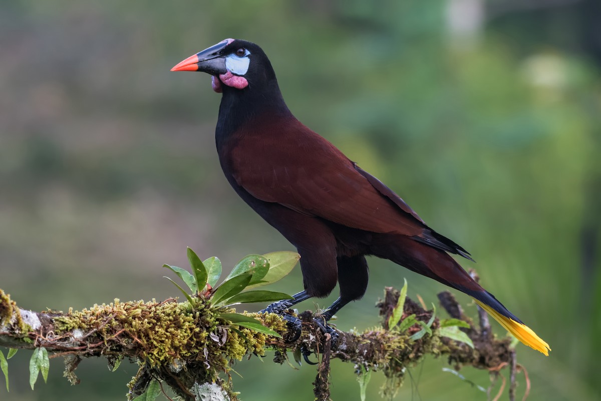 Montezuma Oropendola - Jeff Maw