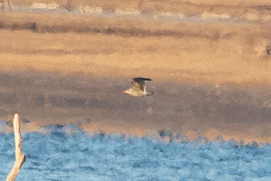Heermann's Gull - ML191400591