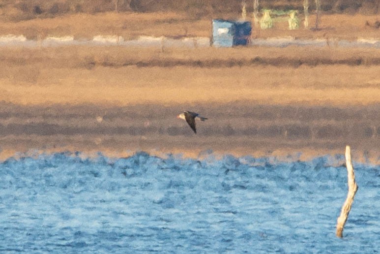 Heermann's Gull - ML191401781