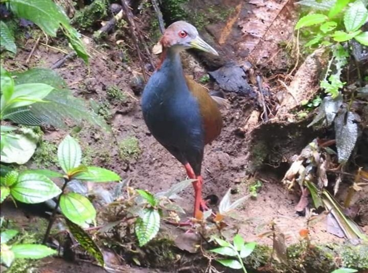 Red-winged Wood-Rail - Ricardo Bolaños