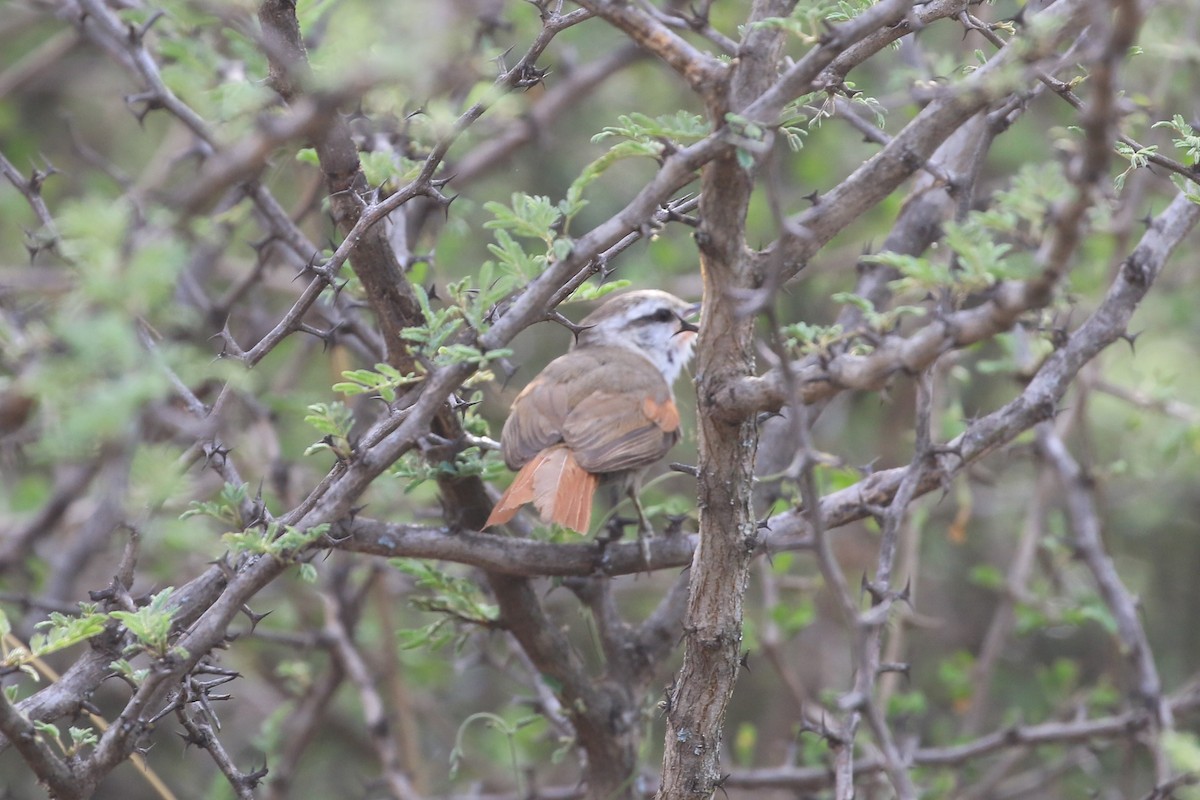 Stripe-crowned Spinetail - ML191403611