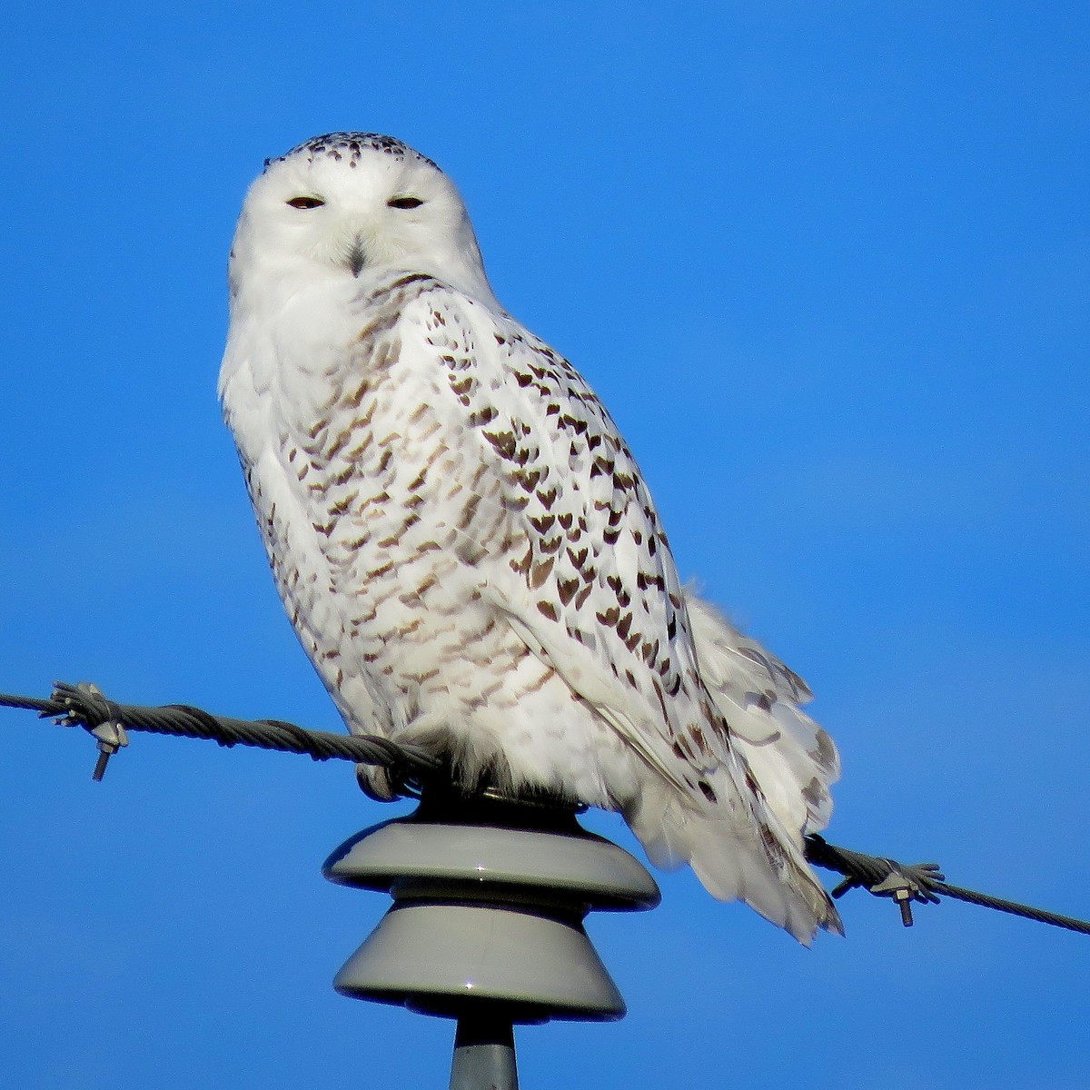 Snowy Owl - ML191404481