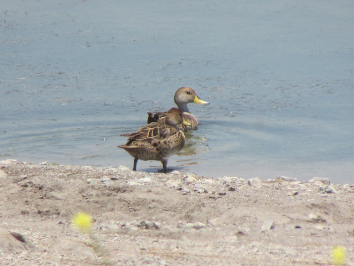 Yellow-billed Pintail - ML191404901