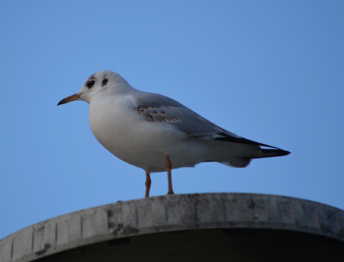 Black-headed Gull - ML191405901