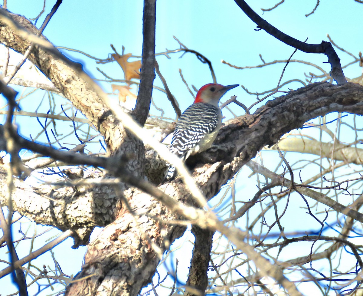 Red-bellied Woodpecker - ML191406071