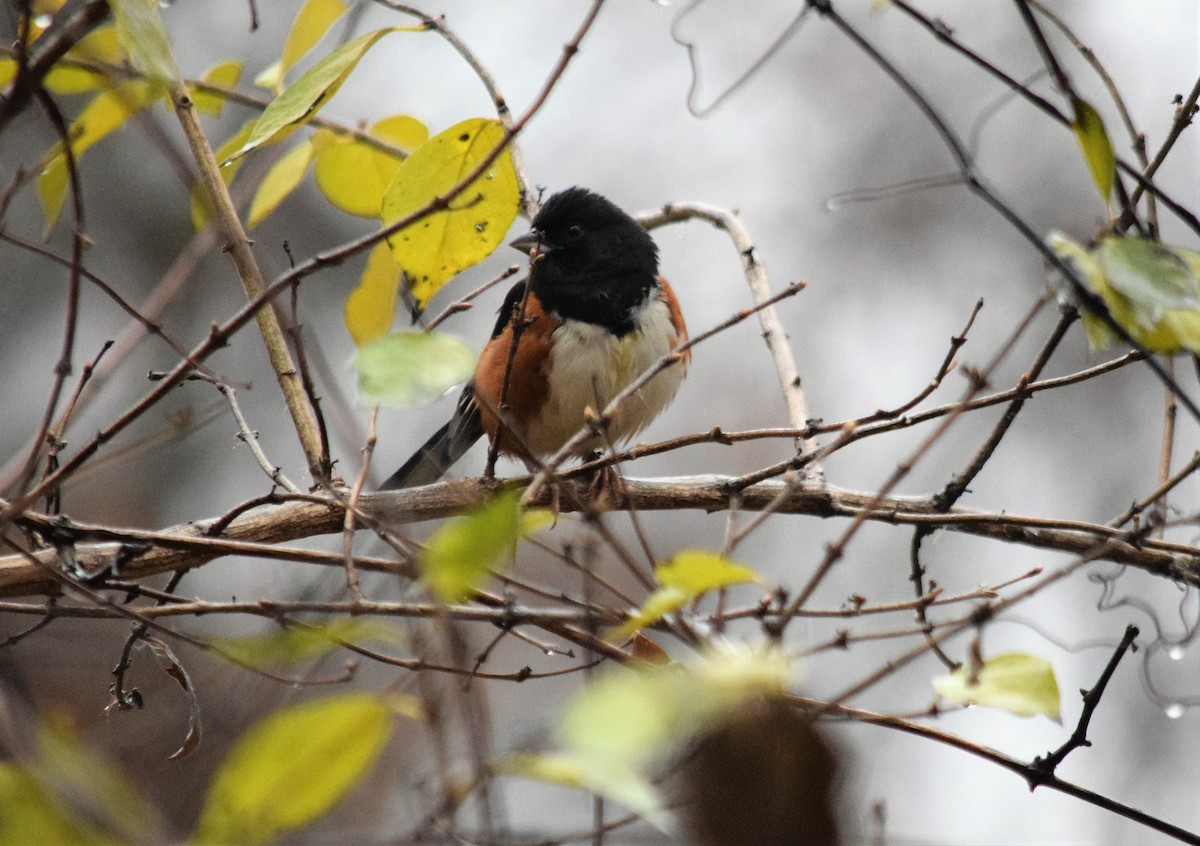 Eastern Towhee - ML191407441