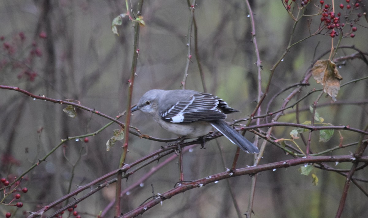 Northern Mockingbird - Anne Mytych