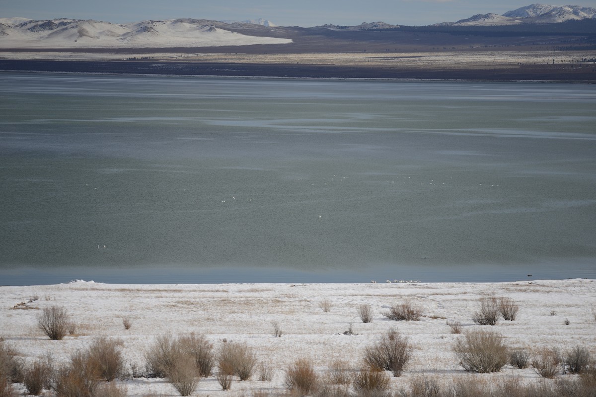 Tundra Swan - ML191407561