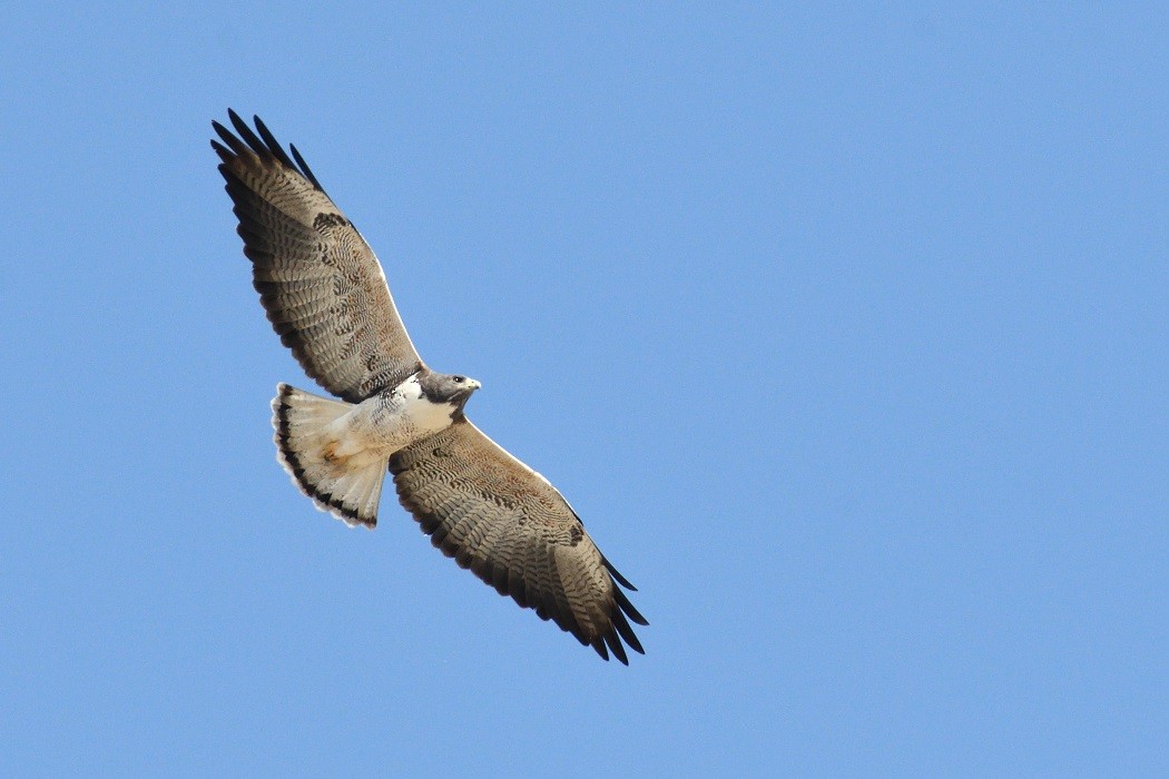 White-tailed Hawk - Antonio Robles
