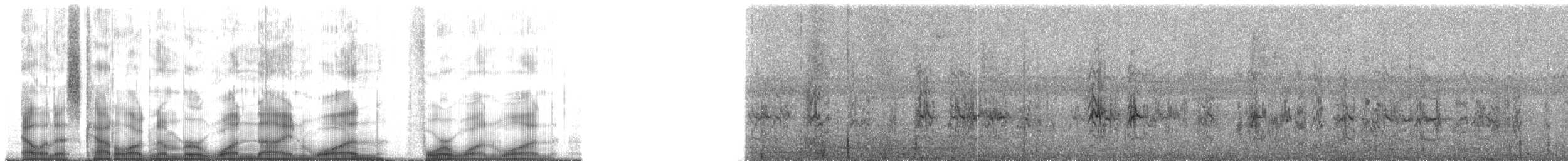 Spot-winged Parrotlet - ML191411