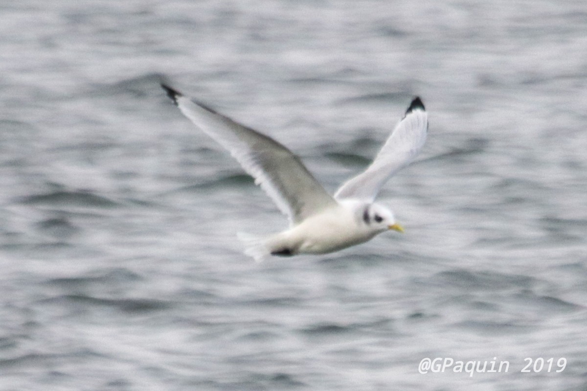 Mouette tridactyle - ML191414491