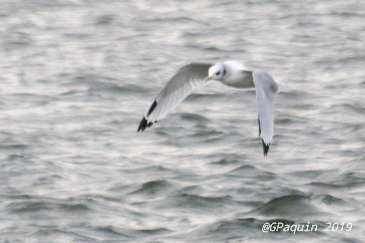 Mouette tridactyle - ML191414501