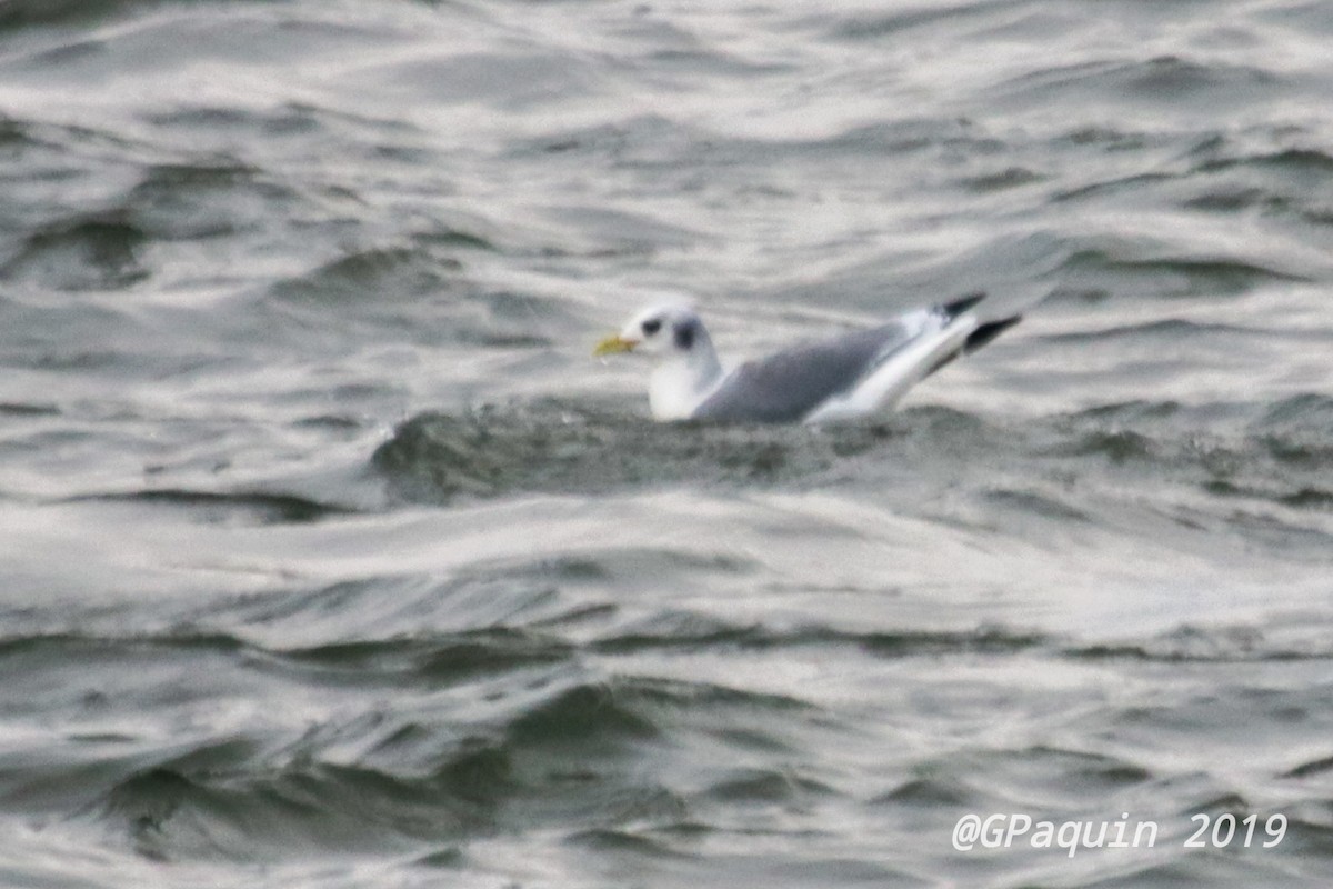 Mouette tridactyle - ML191414511