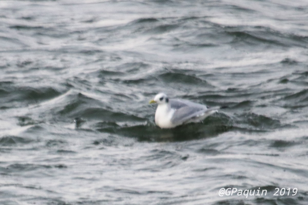 Mouette tridactyle - ML191414531