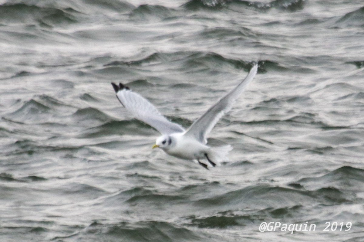 Mouette tridactyle - ML191414571