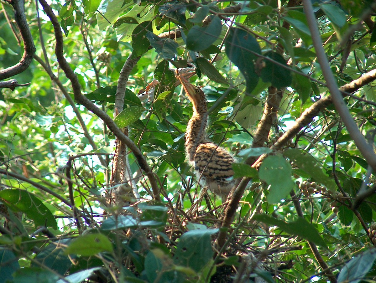 Rufescent Tiger-Heron - Alan Kneidel