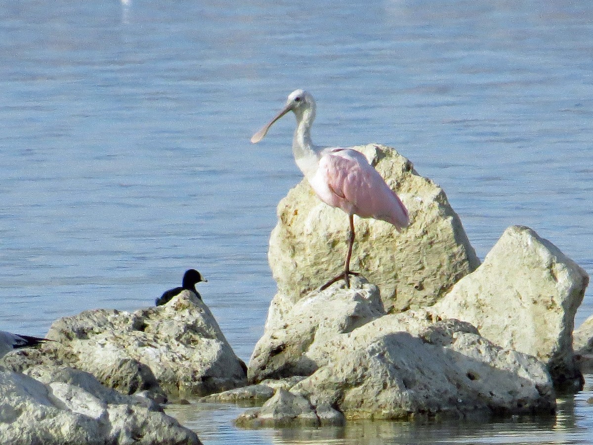 Roseate Spoonbill - ML191415401