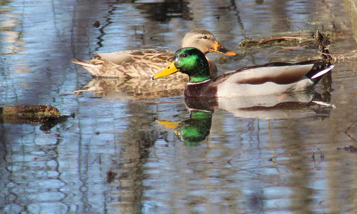 Mallard - Carole Swann