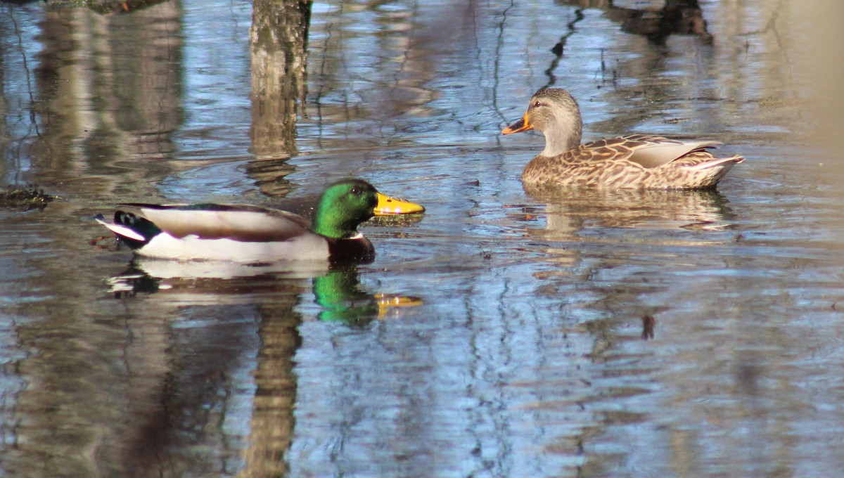 Mallard - Carole Swann