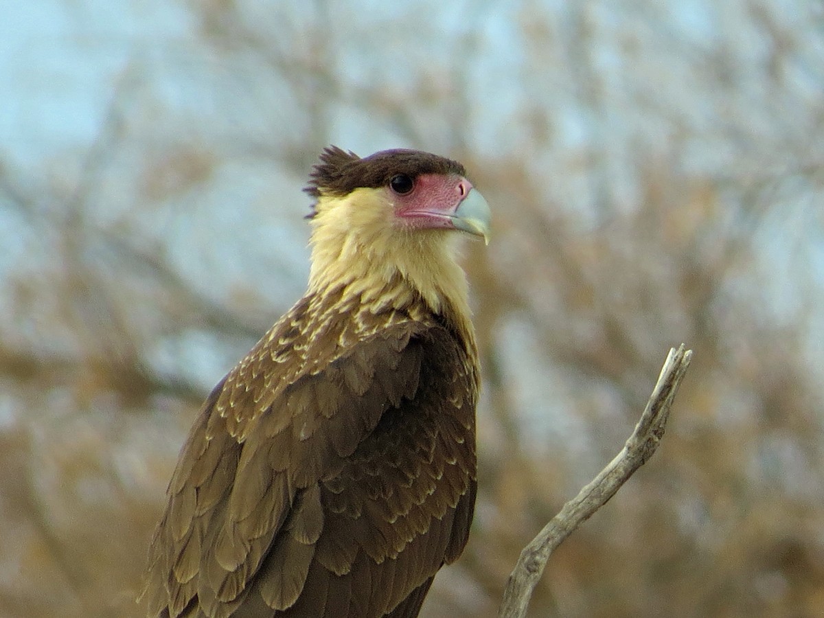 Crested Caracara (Northern) - ML191417231