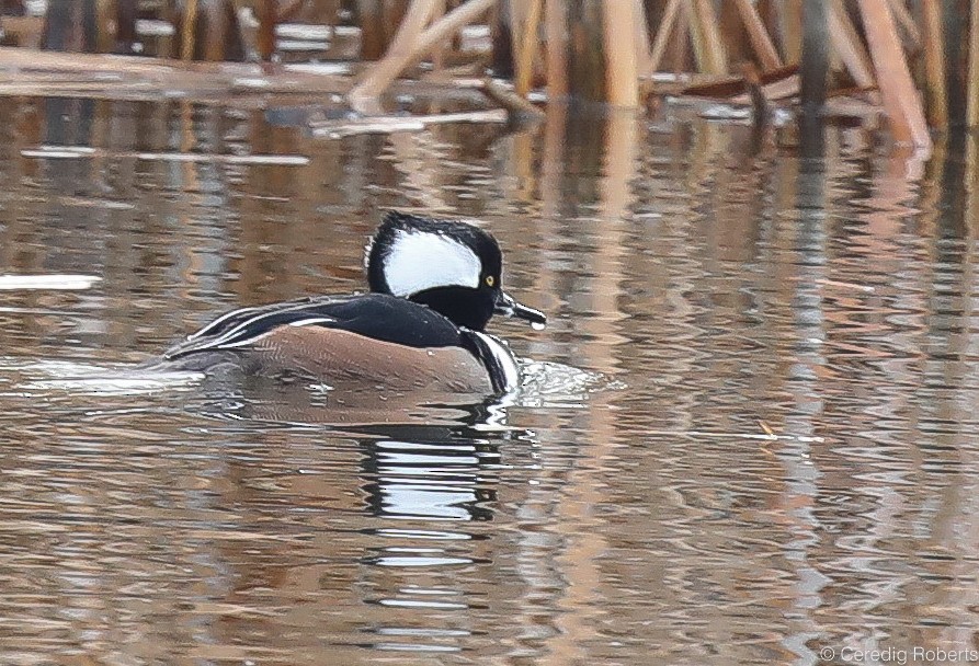 Hooded Merganser - ML191418431