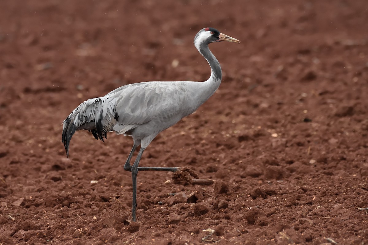 Common Crane - Santiago Caballero Carrera