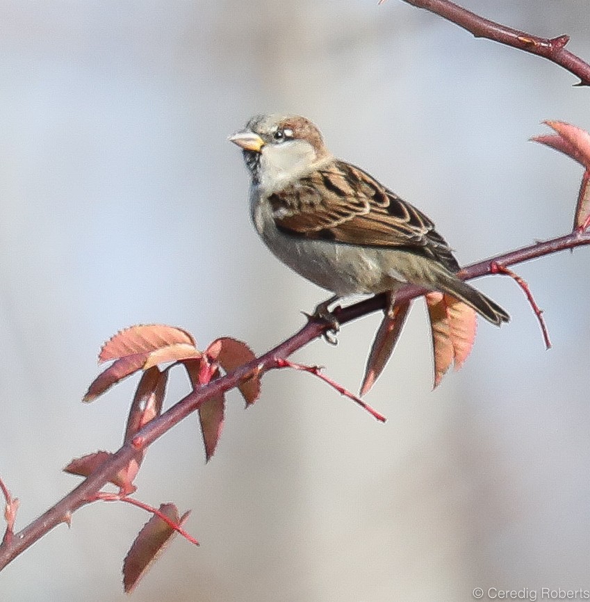 House Sparrow - Ceredig  Roberts