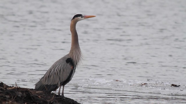 Great Blue Heron - ML191423981