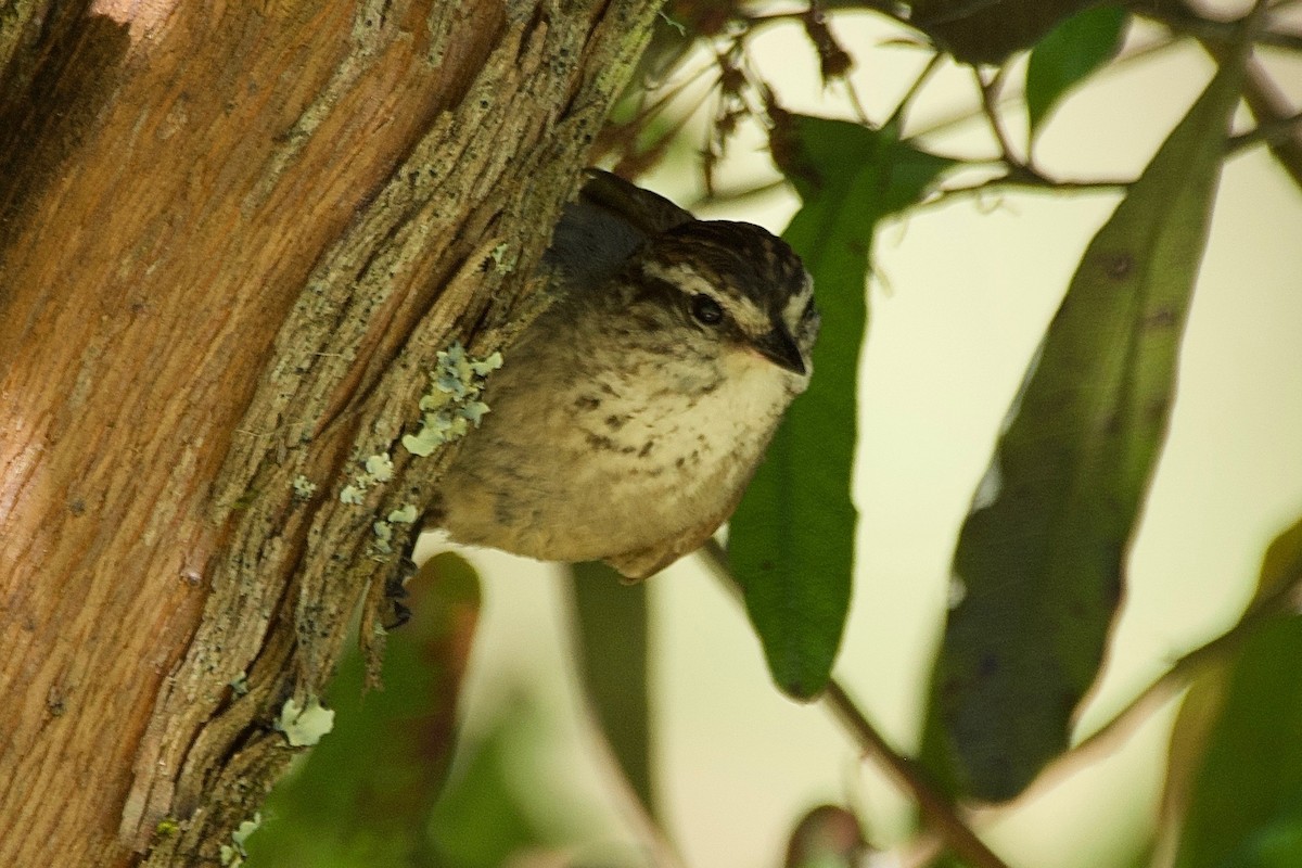 Plain-mantled Tit-Spinetail (aegithaloides) - ML191424811