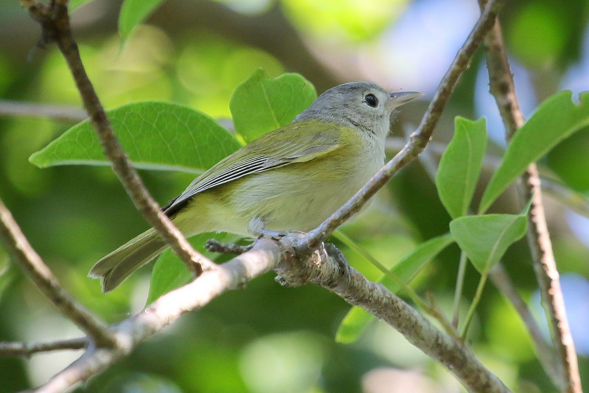 Lesser Greenlet - ML191425021